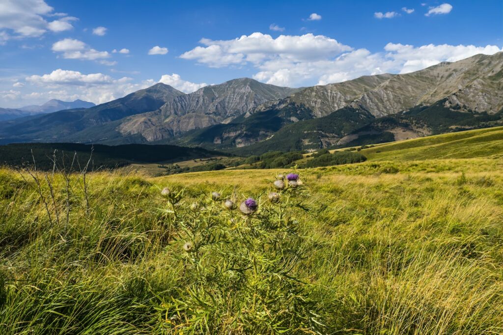 pexels photo 35037816.jpeg